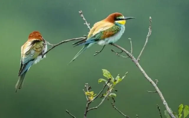 جمعیت پرندگان مهاجر جهان کاهشی شد