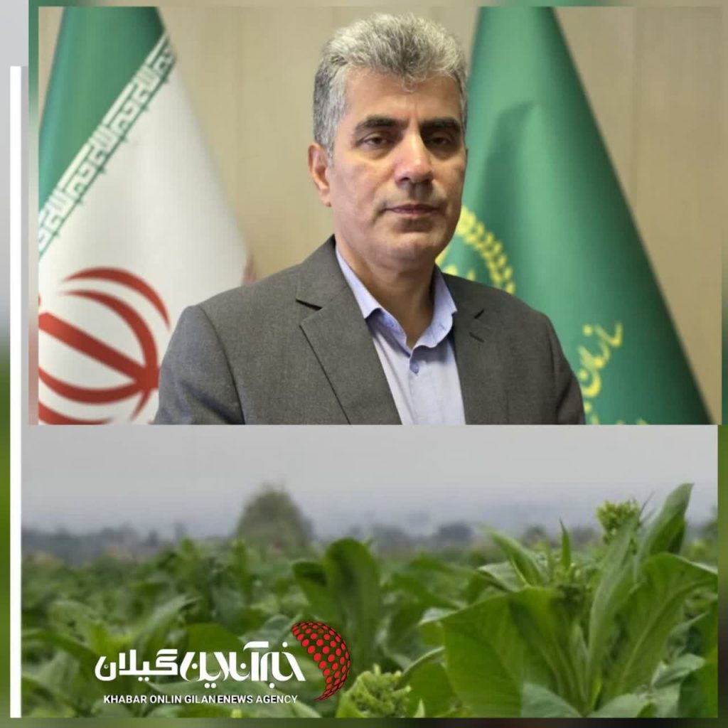 رئیس سازمان جهاد کشاورزی گیلان:توتونکاری در گیلان جان گرفت