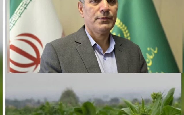 رئیس سازمان جهاد کشاورزی گیلان:توتون‌کاری در گیلان جان گرفت
