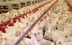 ذخیره‌سازی ۶۵۰ تُن مرغ در همدان
