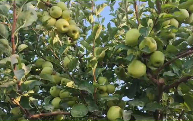 فیلمی از خودنمایی میوه‌های انگور و سیب در مزارع روستای تکه