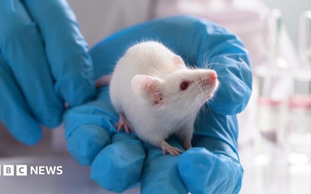 Part-human part-mouse brain developed in science breakthrough