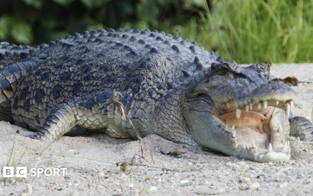 River home to 500 crocodiles chosen as Olympic rowing venue