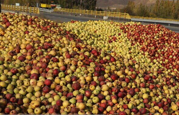 تداوم خرید سیب صنعتی در مراکز تعاون روستایی آذربایجان غربی