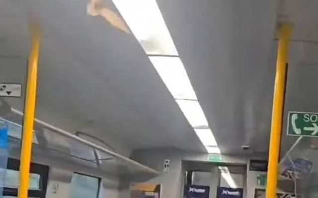 خفاش پروازکنان وارد قطار شد / فرار مسافران و تلاش کارکنان برای بیرون کردن مهمان ناخوانده + عکس