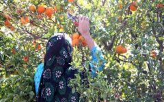 هرمزگان؛ قطب باغبانی جنوب