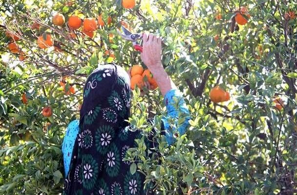 هرمزگان؛ قطب باغبانی جنوب