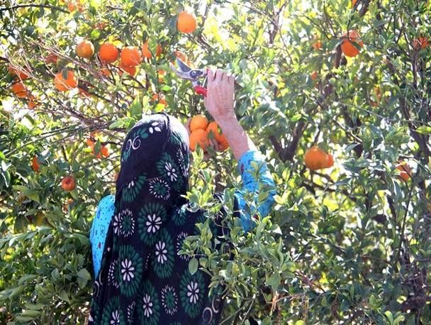 هرمزگان؛ قطب باغبانی جنوب