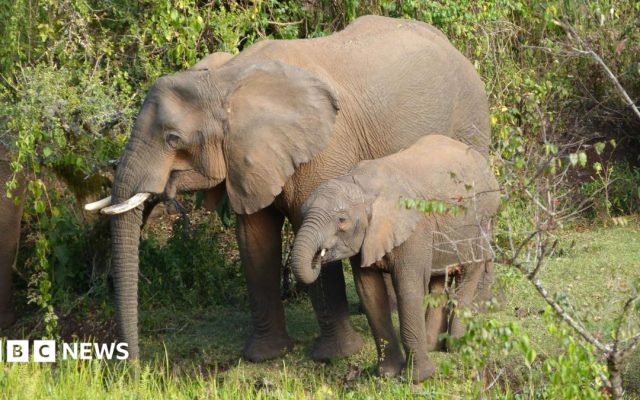 Elephants use medicinal plants to treat themselves, researchers find