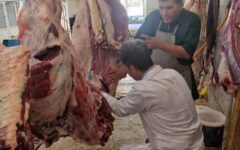 ایمانی‌سنجر: لاشه گاو مبتلا به سپتی‌سمی در سنقر امحا شد