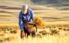 تأخیر در پرداخت مطالبات گندم‌کاران