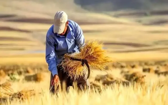 تأخیر در پرداخت مطالبات گندم‌کاران