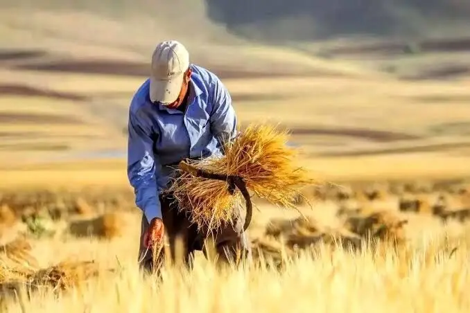 تأخیر در پرداخت مطالبات گندمکاران