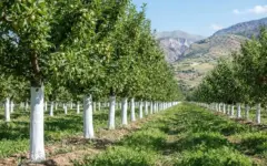 نانوپرایمر؛ محصول دانش‌بنیان برای محافظت از تنه درختان