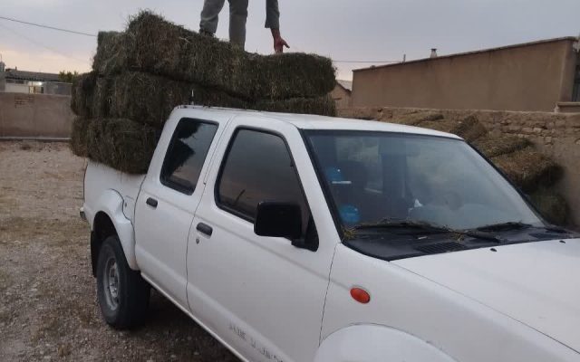 آغاز توزیع ۱۰ تن علوفه در مراتع فقیر میاندشت جاجرم