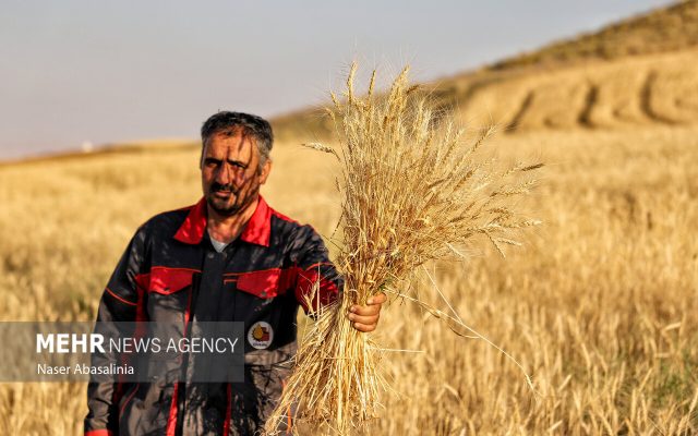 خرید تضمینی گندم نباید کمتر از ۸۰ هزار تومان باشد