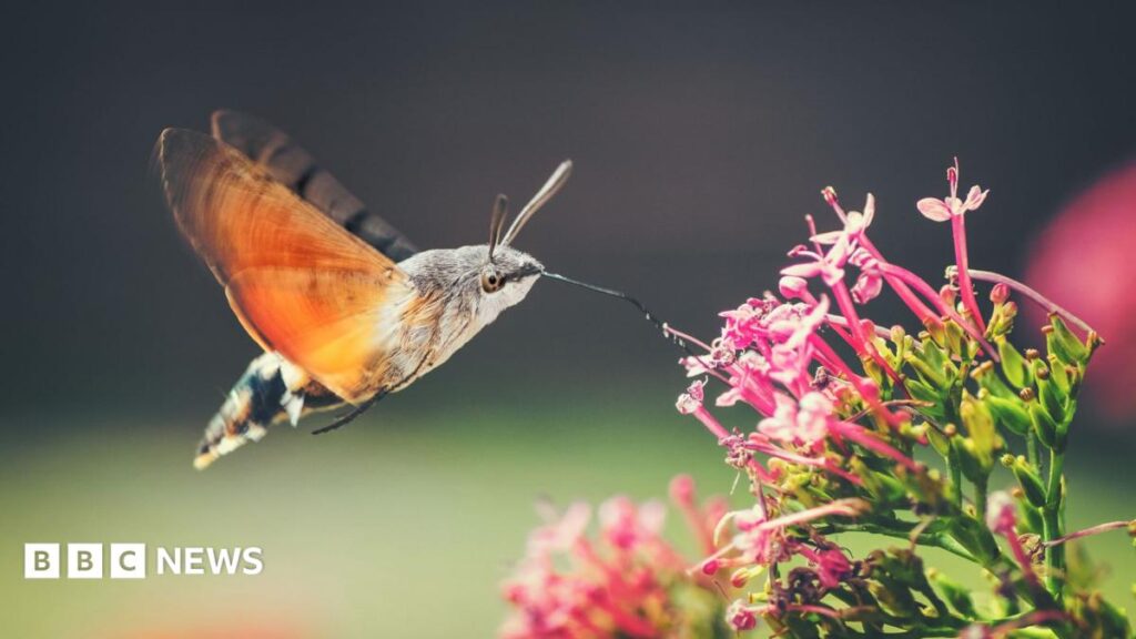 Hummingbird hawk moths and ivy bees: The insects thriving as temperatures rise