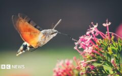 Hummingbird hawk moths and ivy bees: The insects thriving as temperatures rise
