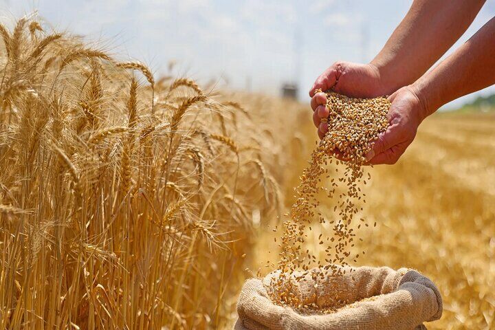 وعده پرداخت ۱۰۰ هزار میلیارد تومانی دولت به گندمکاران/ گندم را یکجا تحویل دادند، پول را قطره‌چکانی گرفتند/ قیمت گندم سال اینده چقدر می شود؟