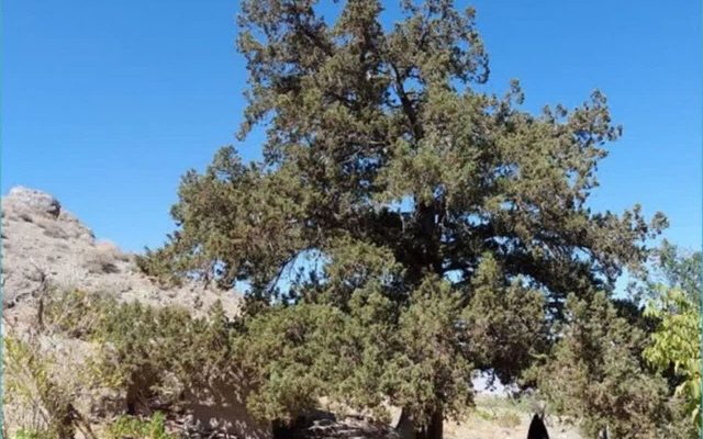 درخت اُرس ۹۰۰ ساله روستای کَهنه جغتای ثبت ملی شد