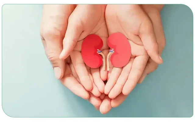 میوه‌های مفید و مضر برای سلامت کلیه