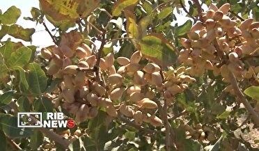رونمایی از رقم جدید پسته حسینی در قم؛ جهش تولید با ارقام سازگار با کم‌آبی