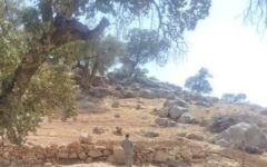 توقف ساخت‌وساز غیرمجاز دشت برم کازرون با دستور قضایی