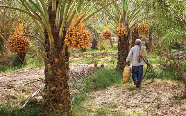 خرمای خراسان جنوبی رکورد زد؛ ۳۹۰۰ تن تولید و یک سؤال بزرگ برای نخل‌دار