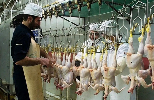 هشدار دادستان یاسوج به کشتارگاه سپید مرغ