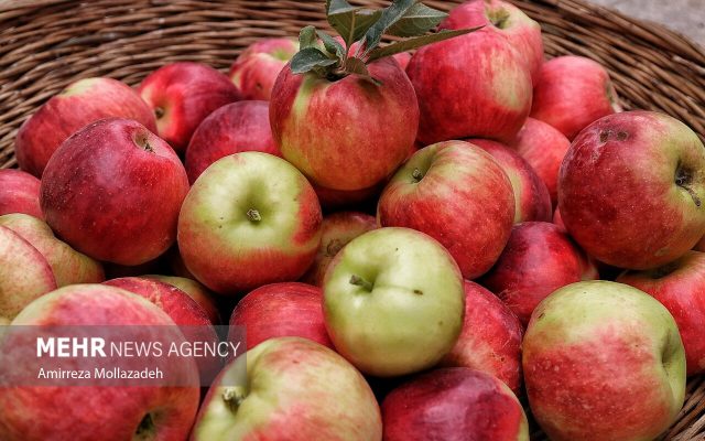 آغاز خرید توافقی سیب صنعتی و فعالسازی ۷۳ مرکز خرید در آذربایجان غربی