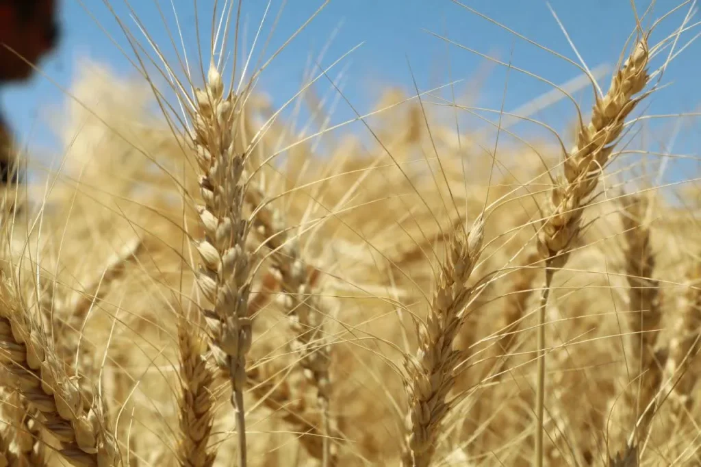 قیمت تضمینی گندم با بررسی بیشتری تعیین شود