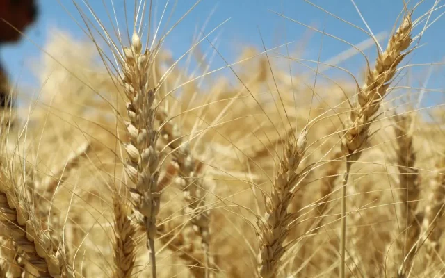 قیمت تضمینی گندم با بررسی بیشتری تعیین شود