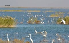 پنج اسطوره بر بالین هورالعظیم