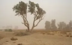 حفاظت قرارگاه کربلا از فضای سبز ایجاد شده در کانون‌های ریزگرد خوزستان
