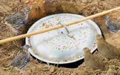 دستگیری متخلف زنده‌گیری پرندگان شکاری در خرامه فارس