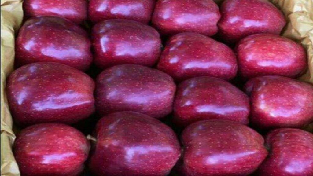 آغاز صادرات سیب مراغه همزمان با برداشت محصول