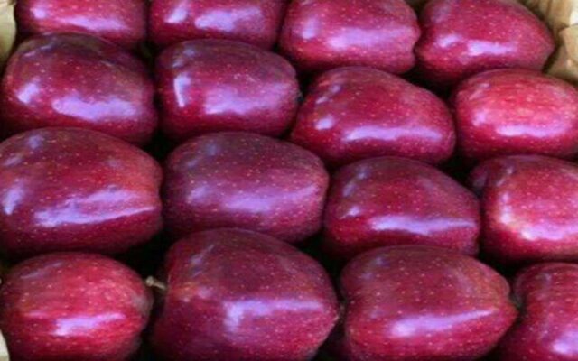 آغاز صادرات سیب مراغه همزمان با برداشت محصول