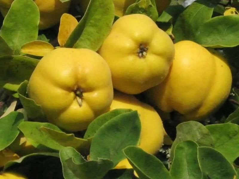 تولید ۱۹ هزار تن "بِه" در استان فارس