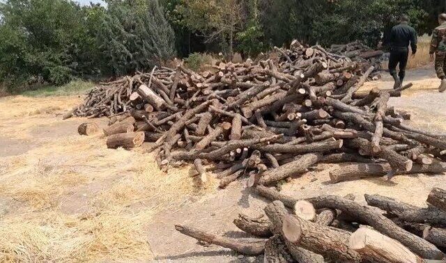 هشدار رئیس کل دادگستری مازندران درباره قاچاق چوب و قطع غیرمجاز درختان