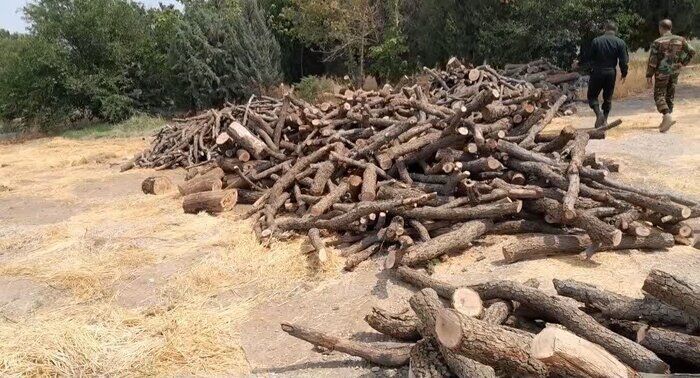 هشدار رئیس کل دادگستری مازندران درباره قاچاق چوب و قطع غیرمجاز درختان