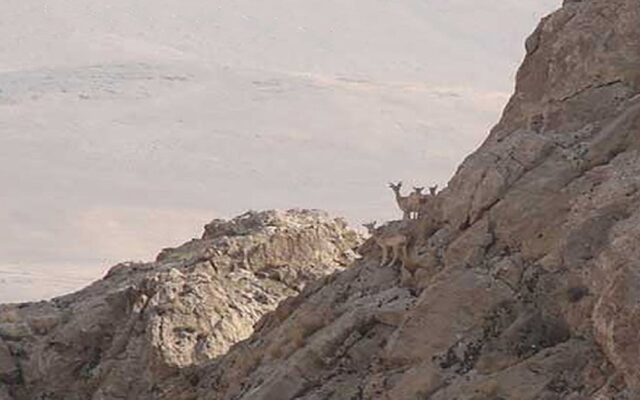 ناکامی شکارچیان غیرمجاز در ورود به منطقه حفاظت‌شده عبدالرزاق سقز