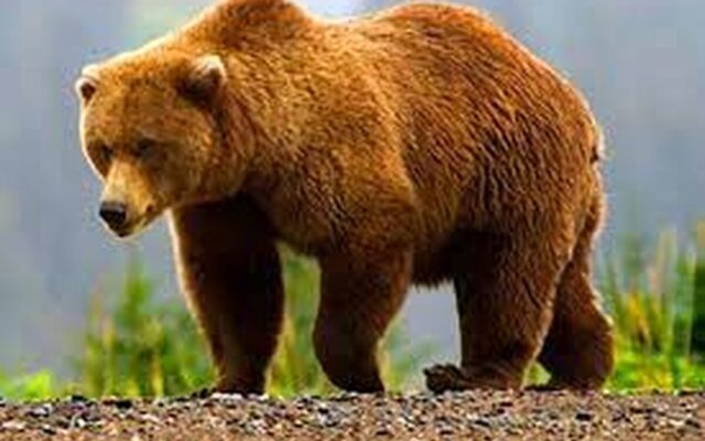 محیط‌بانان اردبیل به‌صورت شبانه‌روزی زیستگاه‌های خرس قهوه‌ای را پایش می‌کنند