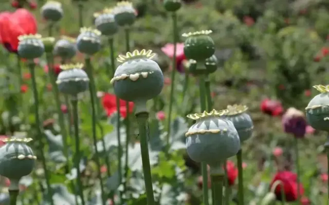 کشت خشخاش همچنان ممنوع است