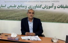 ساماندهی تولید بذر لرستان با توسعه مزارع نمایشی ارقام