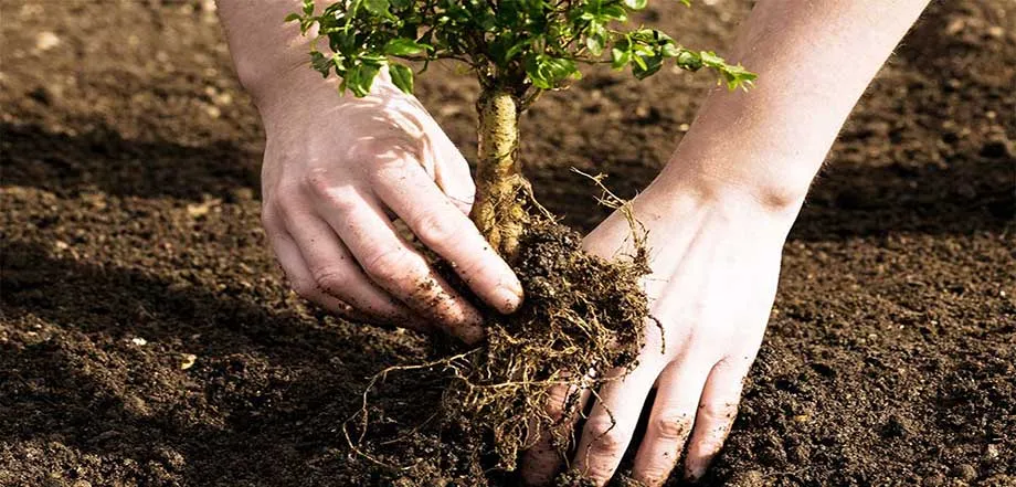 کاشت نهال در محوطههای تاریخی ضابطهمند شد