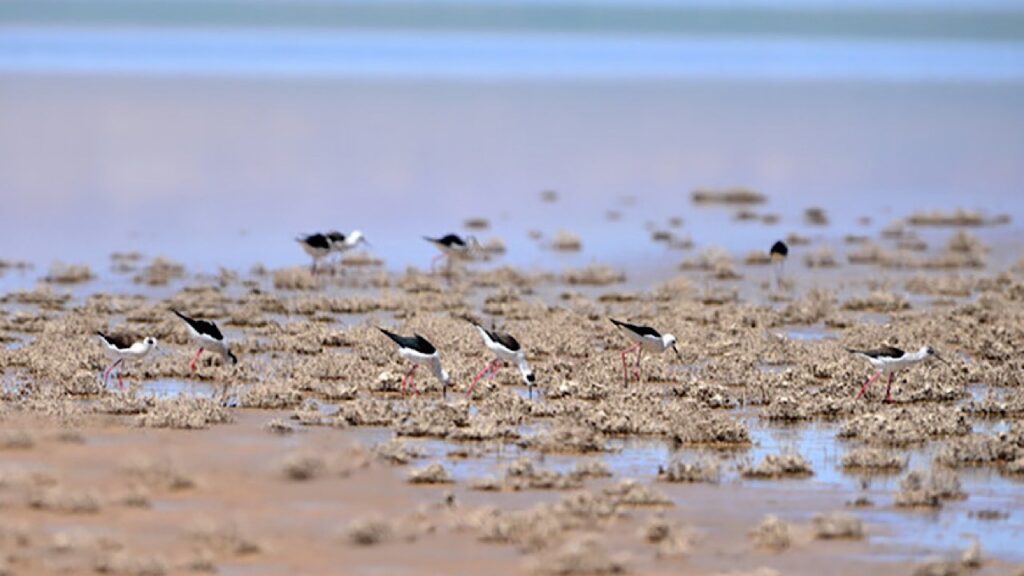 تالاب کجی نمکزار؛ از آبگیری بیش از هزار هکتار تا خشکی تابستانه و بلاتکلیفی اعتبار ۱۰۵ میلیارد تومانی احیا