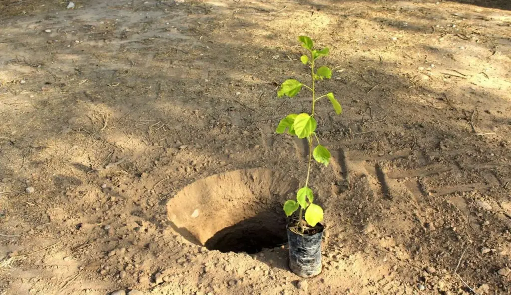 غرس ۱۰۰ اصله نهال در مجموعه ورزشی شهید شهبازی اسلامآبادغرب