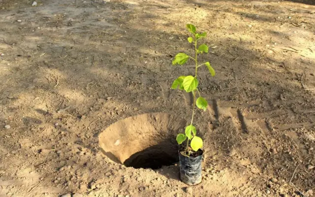 غرس ۱۰۰ اصله نهال در مجموعه ورزشی شهید شهبازی اسلام‌آبادغرب