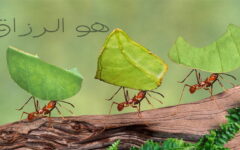 روزی خودش به سراغمان می‌آید یا باید دنبالش بدویم؟