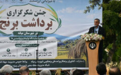 کشت برنج در ۸ هزار هکتار شالیزار آذربایجان‌شرقی